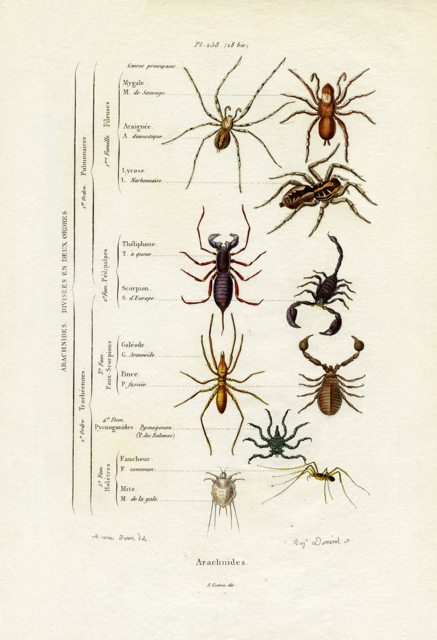 Scorpions, 1833-39 tekijältä French School