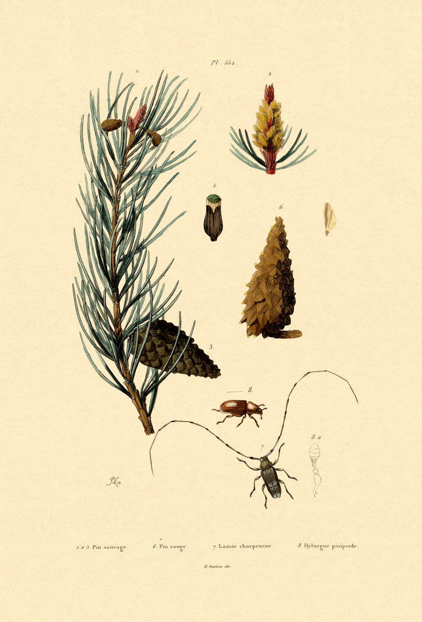 Scots Pine, 1833-39 tekijältä French School