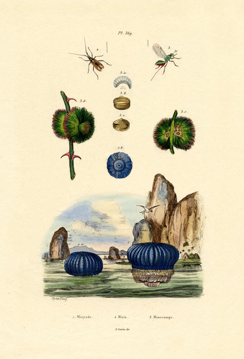 Merivuokko, 1833-39 tekijältä French School