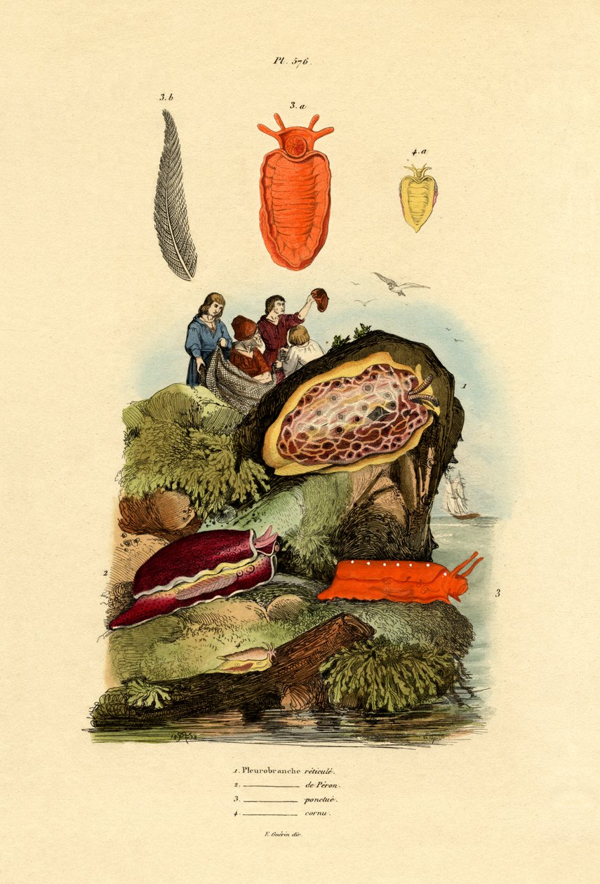 Merietanat, 1833-39 tekijältä French School