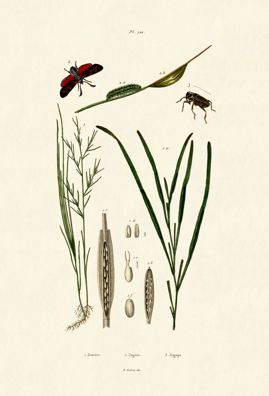 Meriruoho, 1833-39 tekijältä French School