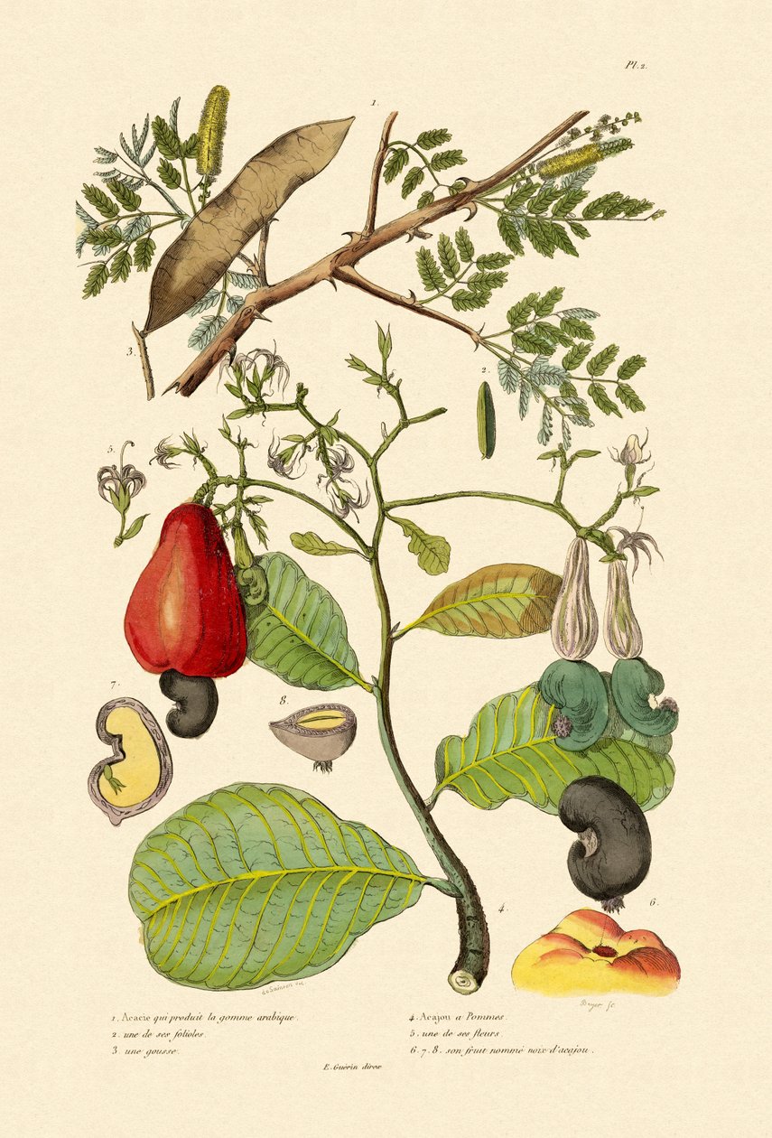 Senegal Gum Arabica, 1833-39 tekijältä French School