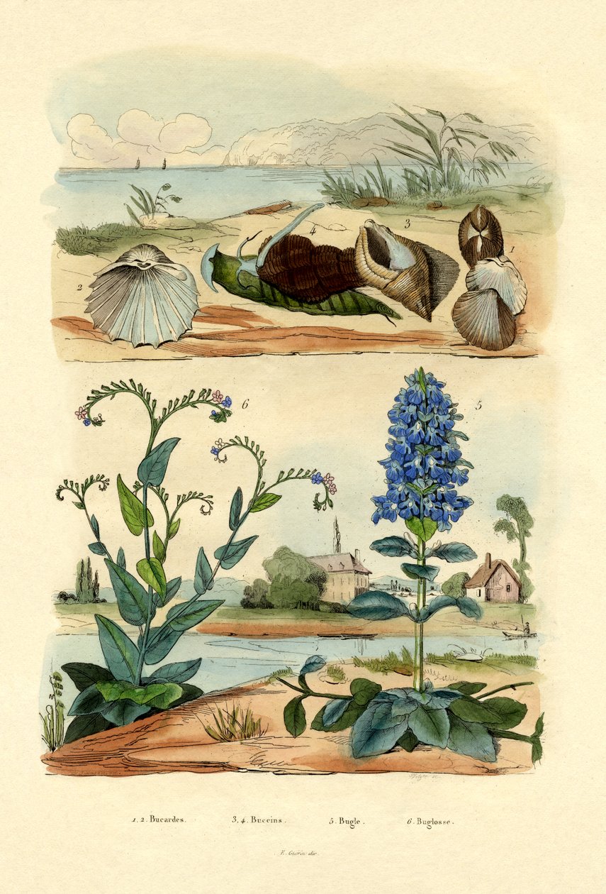 Simpukat, 1833-39 tekijältä French School
