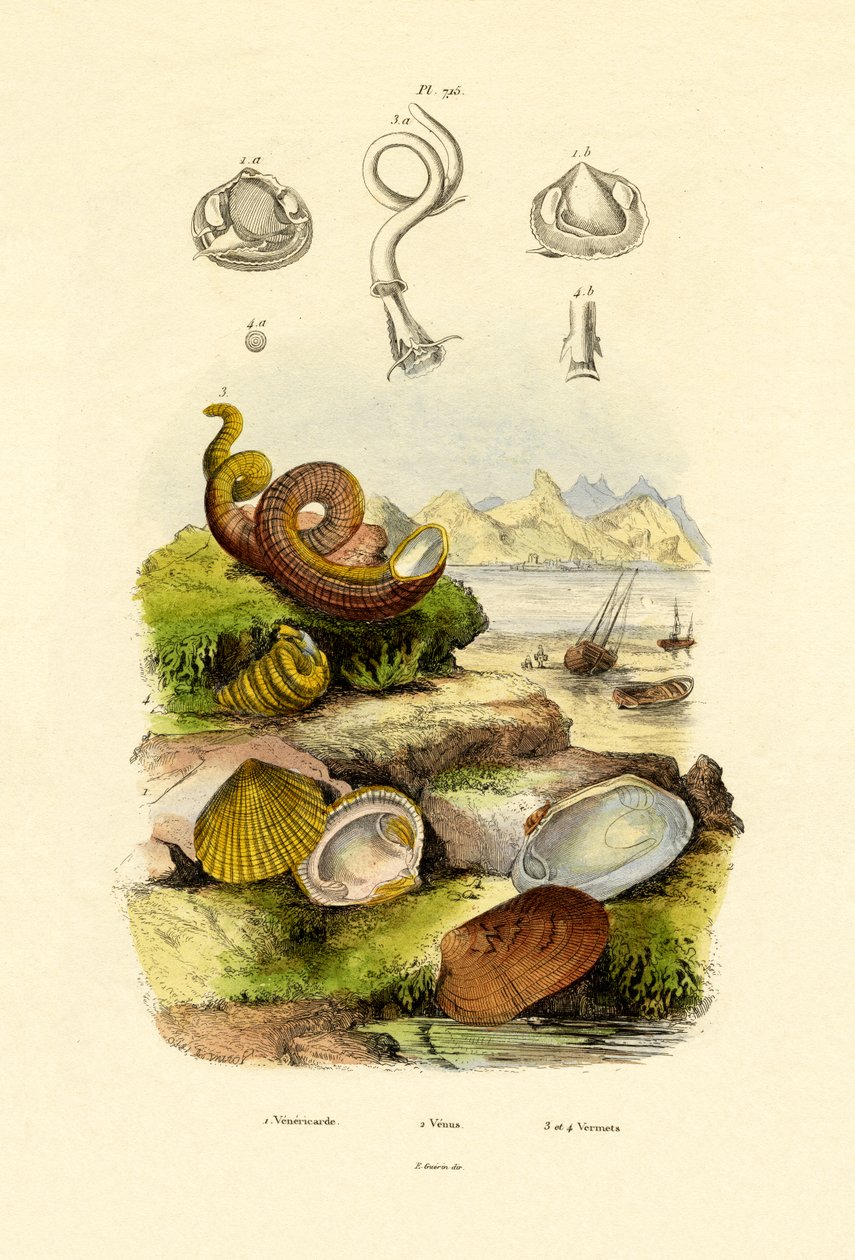 Simpukat, 1833-39 tekijältä French School