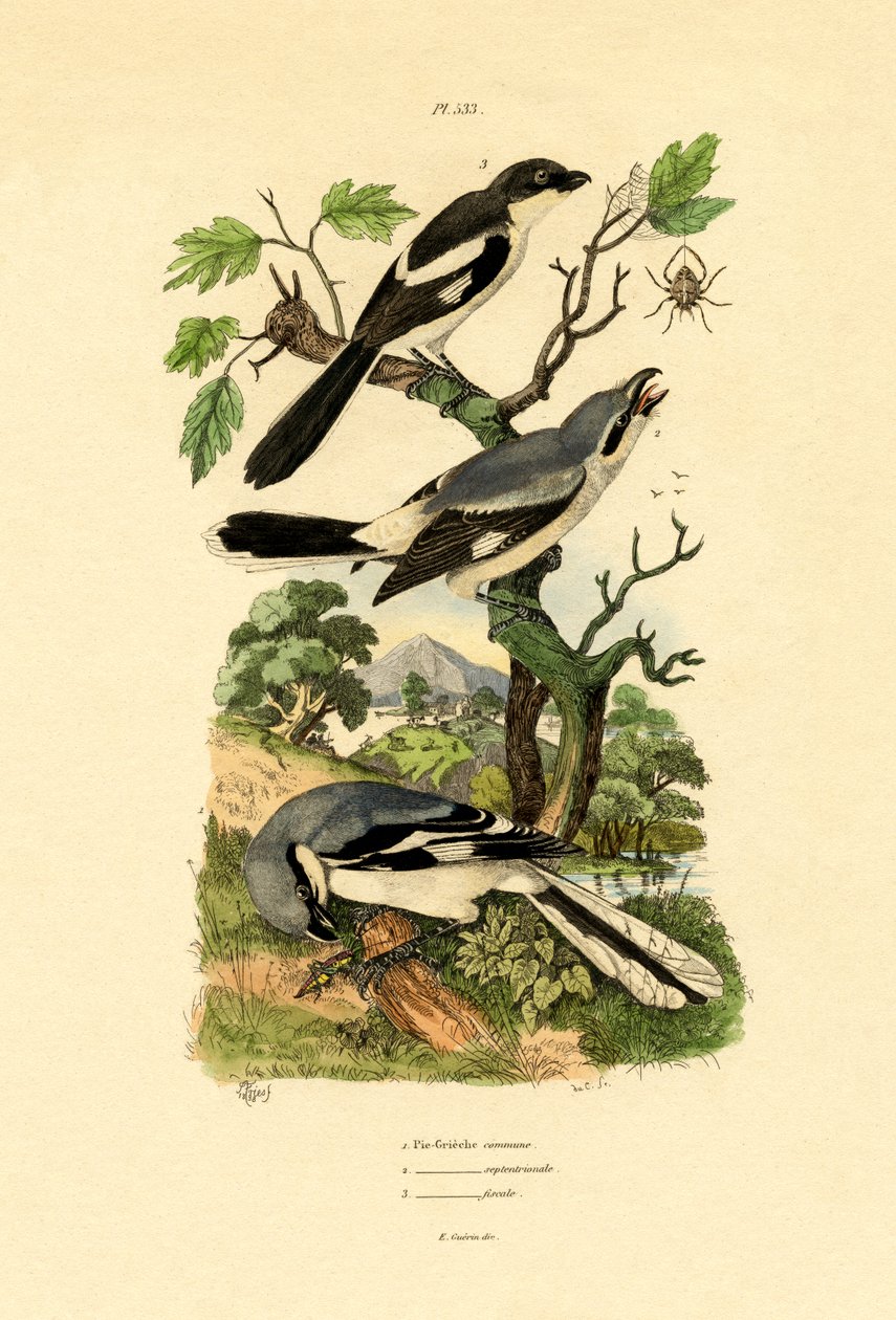 Shrikes, 1833-39 tekijältä French School