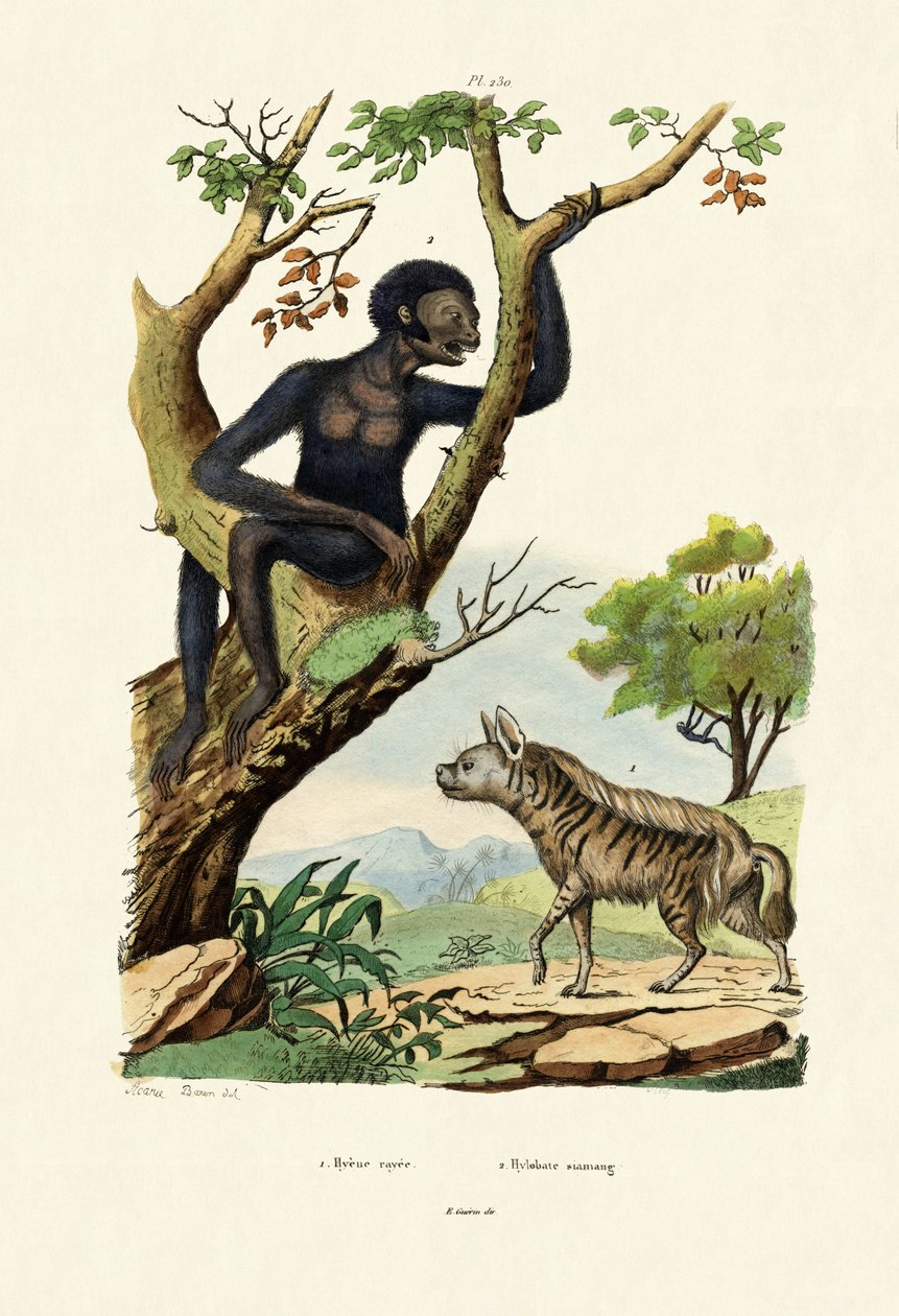 Siamang, 1833-39 tekijältä French School