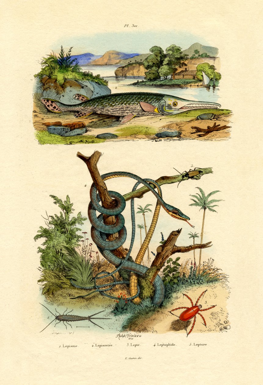Hopeakala, 1833-39 tekijältä French School