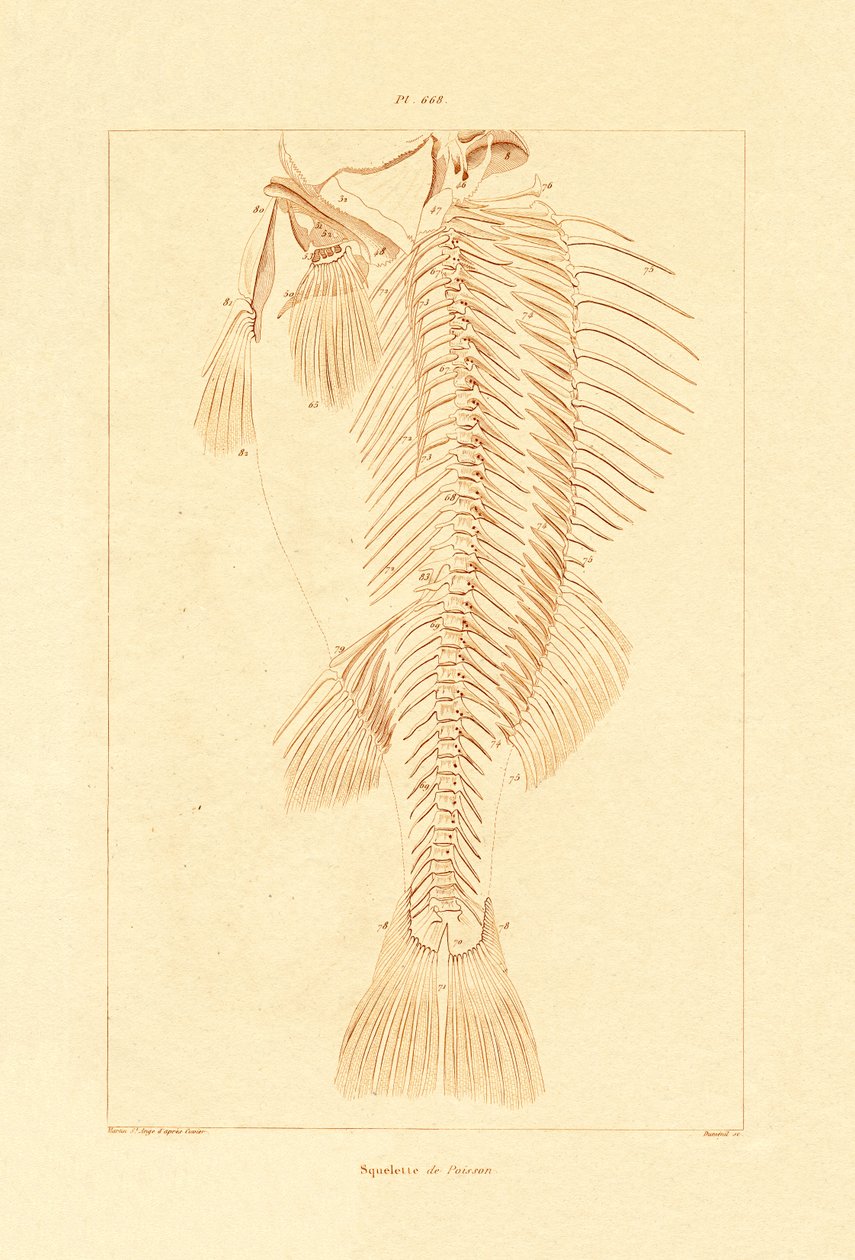 Luuranko, 1833-39 tekijältä French School