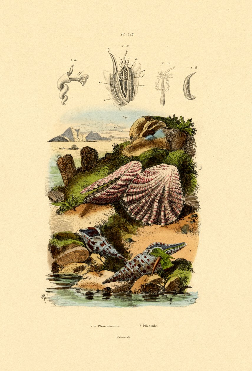 Slit Shells, 1833-39 tekijältä French School