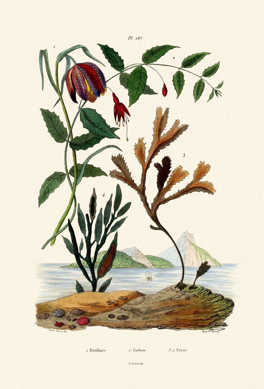 Snakes Head Fritillary, 1833-39 tekijältä French School