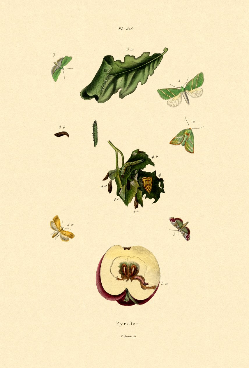 Snout Moths, 1833-39 tekijältä French School