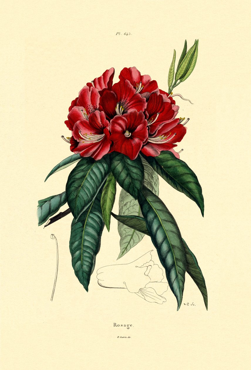 Lumiruusu, 1833-39 tekijältä French School