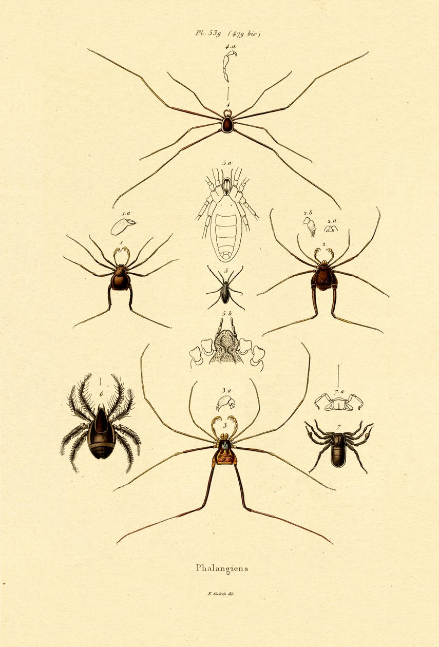 Hämähäkit, 1833-39 tekijältä French School
