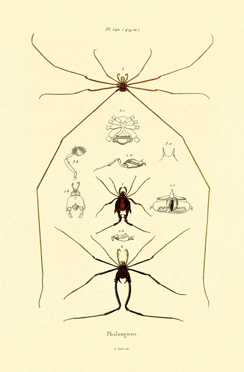 Hämähäkit, 1833-39 tekijältä French School