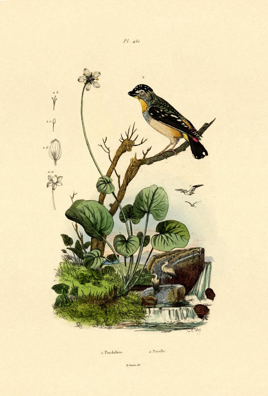 Spotted Pardalote, 1833-39 tekijältä French School
