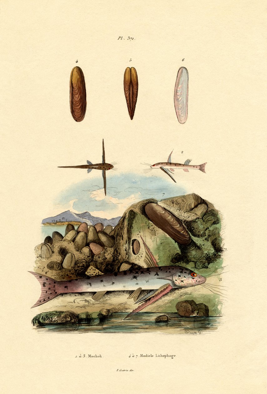 Squeaker, 1833-39 tekijältä French School