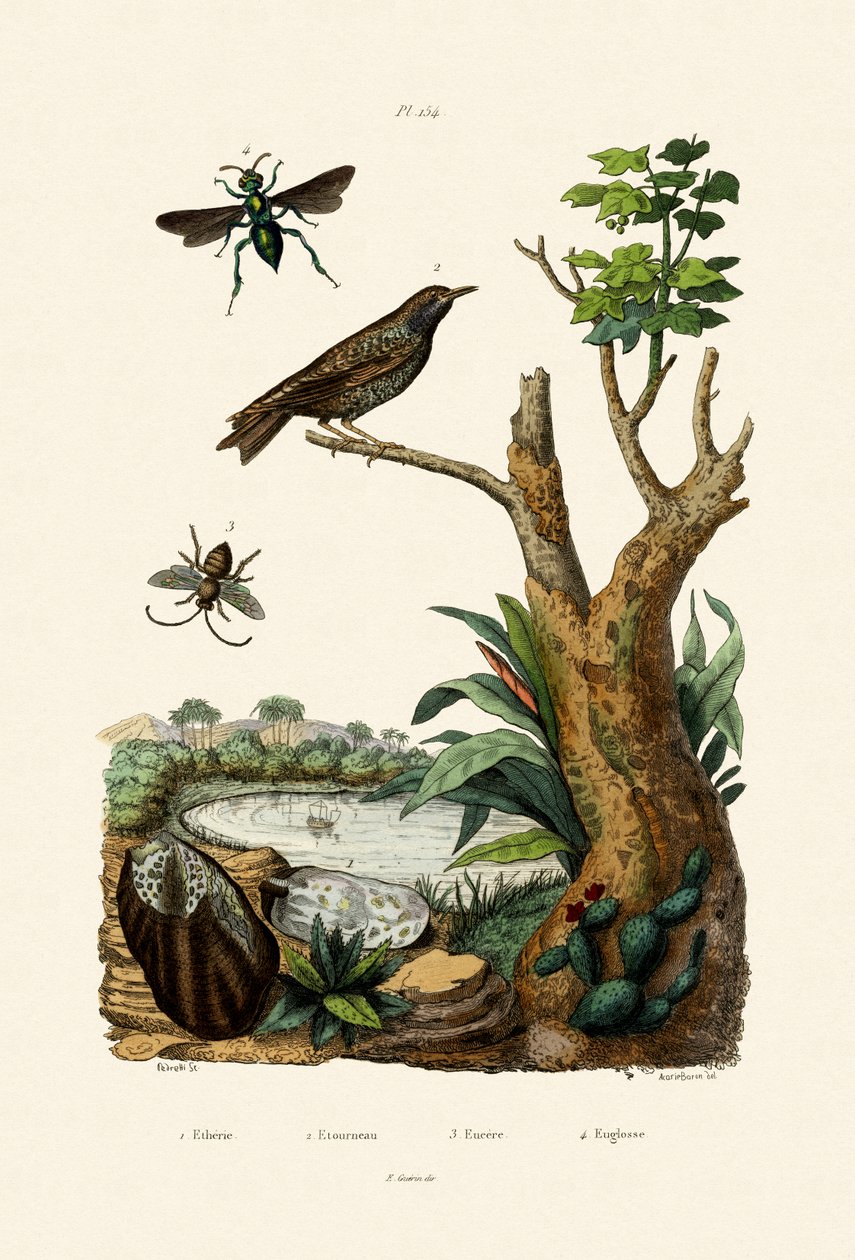 Starling, 1833-39 tekijältä French School