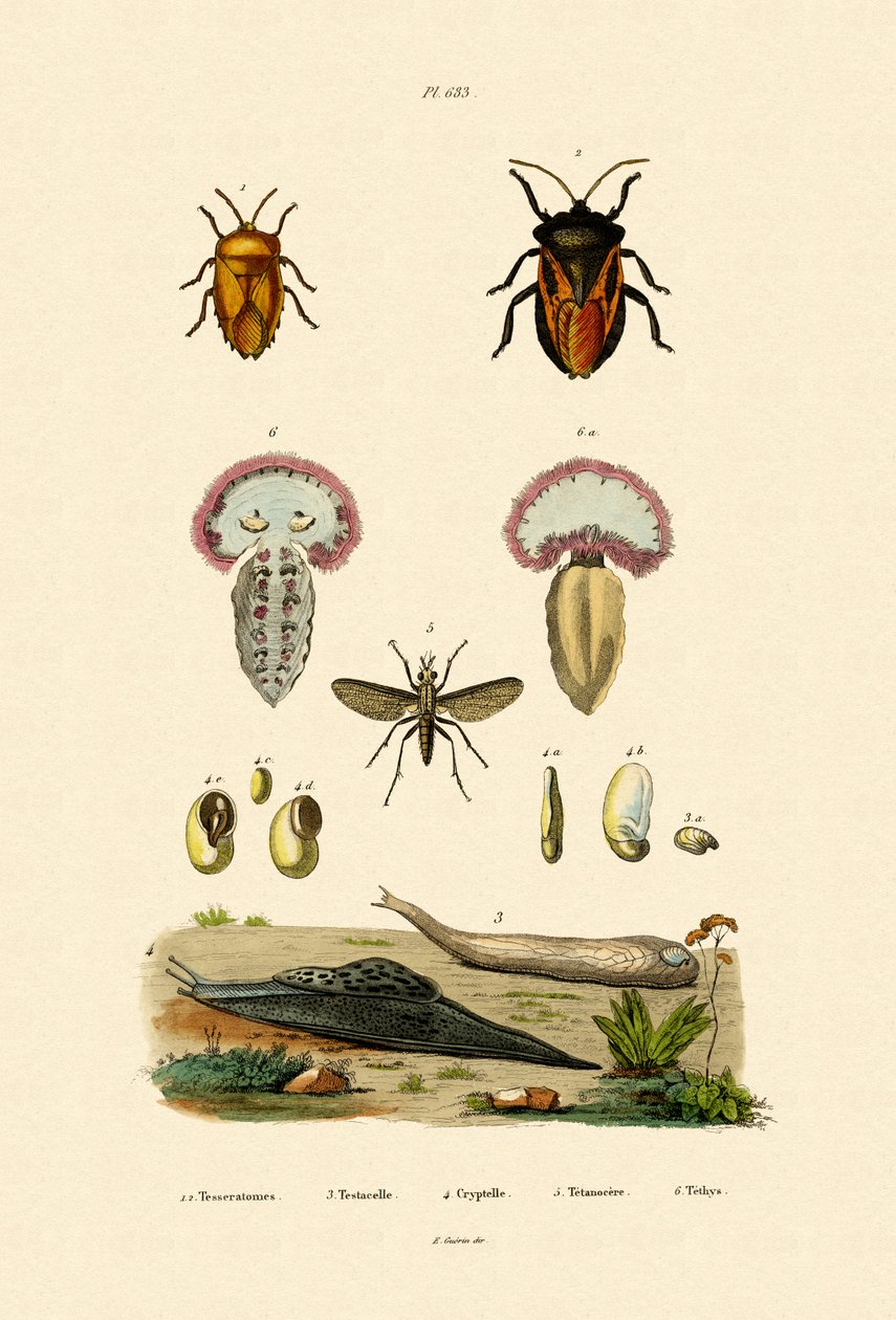 Stink Bugs, 1833-39 tekijältä French School