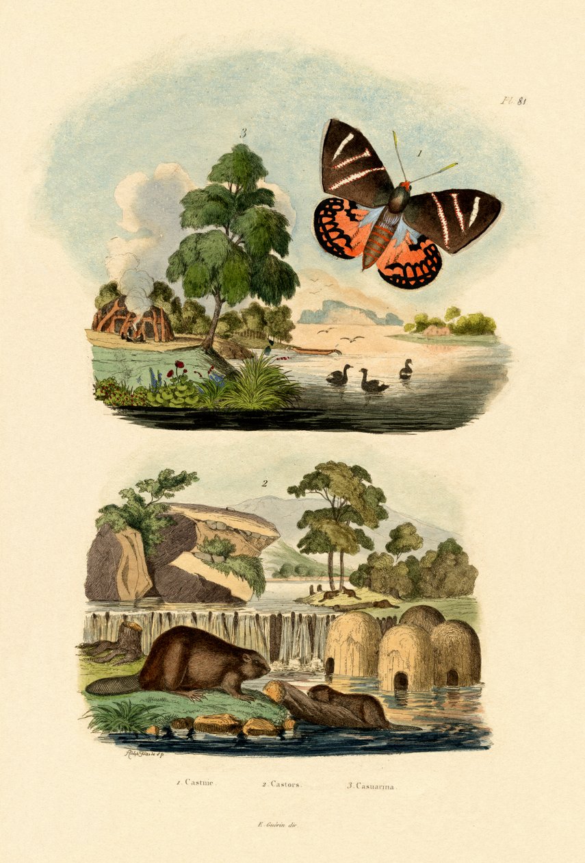 Sun Moth, 1833-39 tekijältä French School