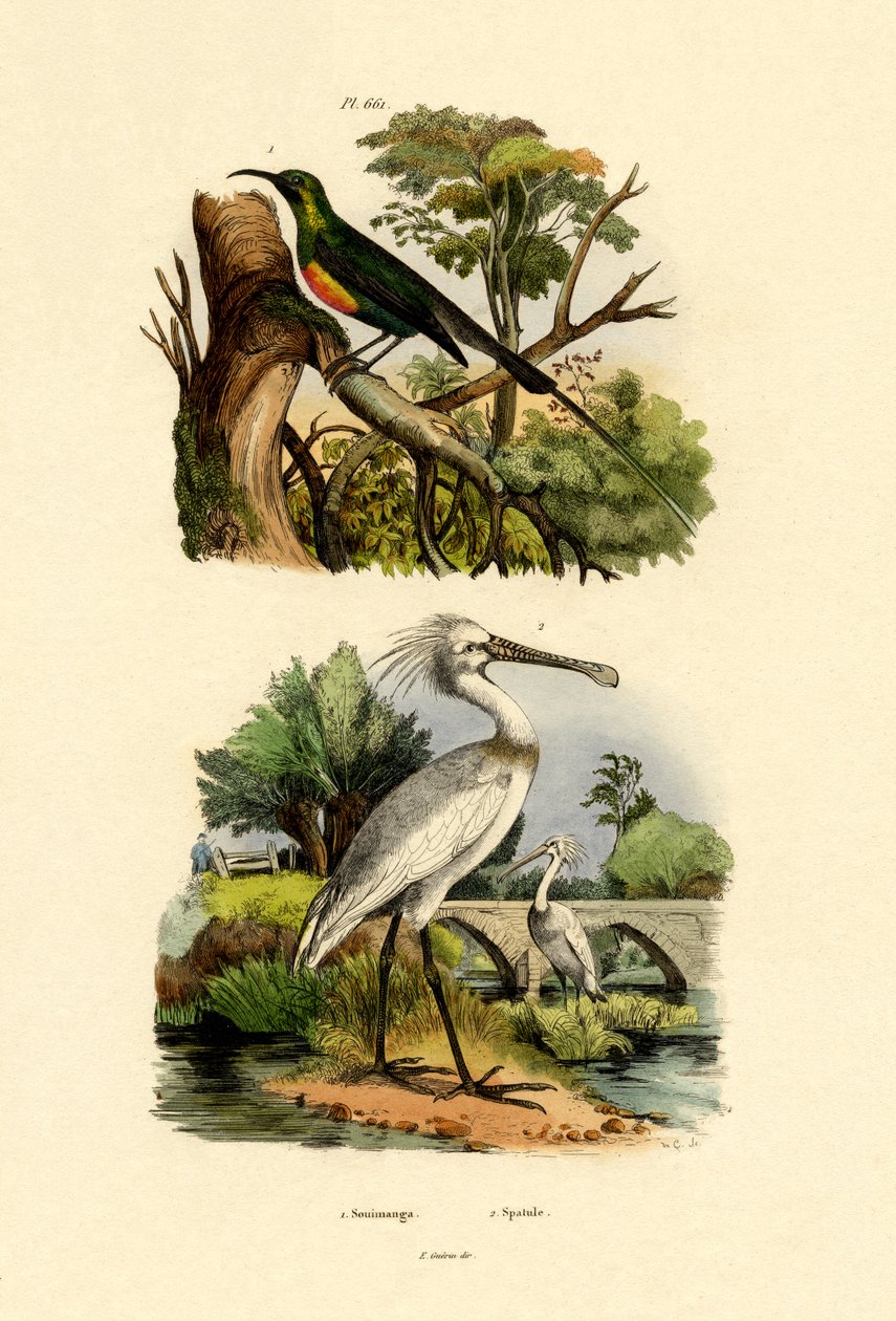 Sunbird, 1833-39 tekijältä French School