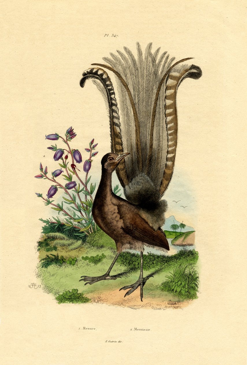 Loistava Lyrebird, 1833-39 tekijältä French School