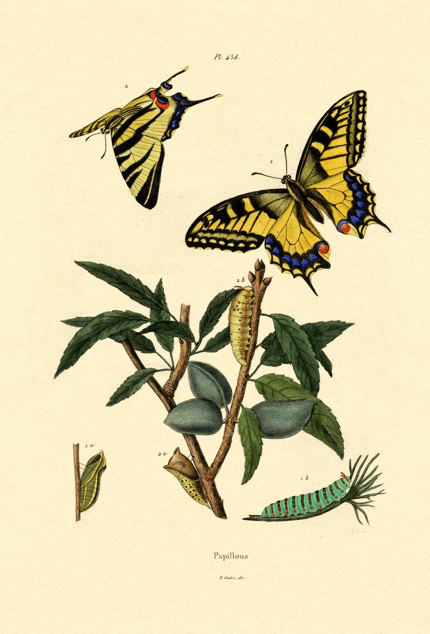 Swallowtail, 1833-39 tekijältä French School