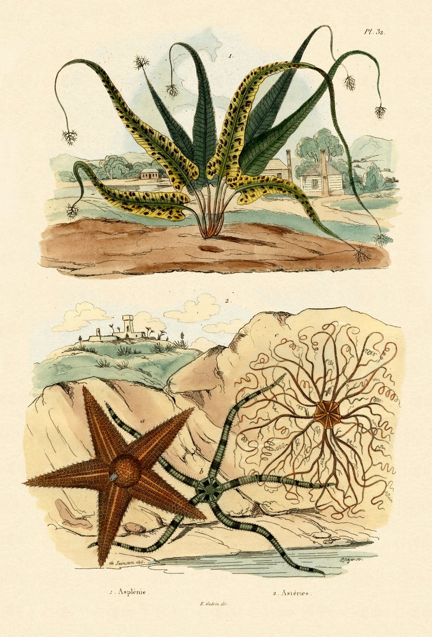 Sweet Fern, 1833-39 tekijältä French School