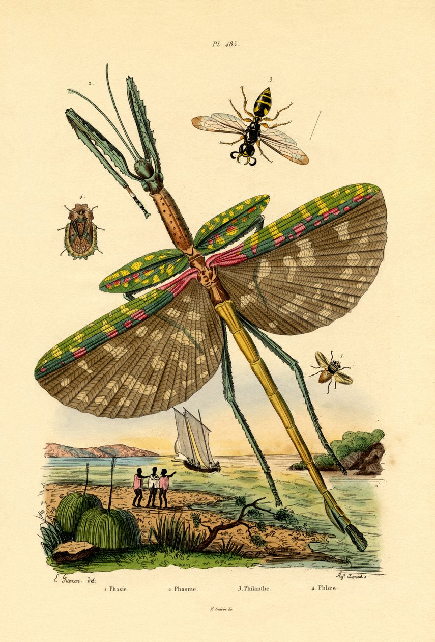 Tachinid Fly, 1833-39 tekijältä French School