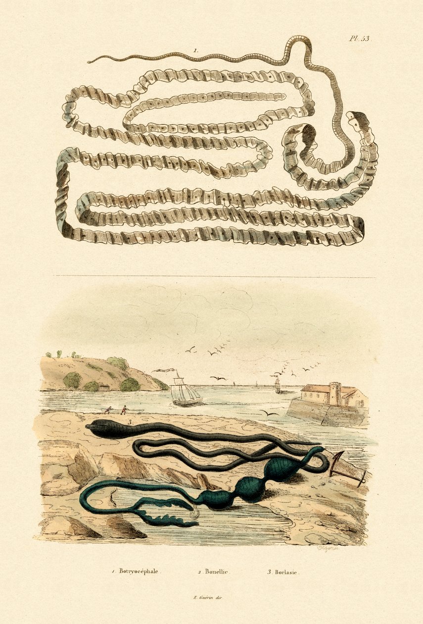 Heisimato, 1833-39 tekijältä French School