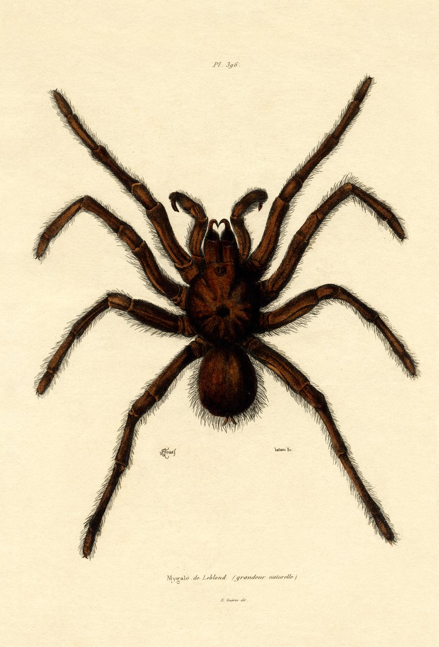 Tarantula, 1833-39 tekijältä French School