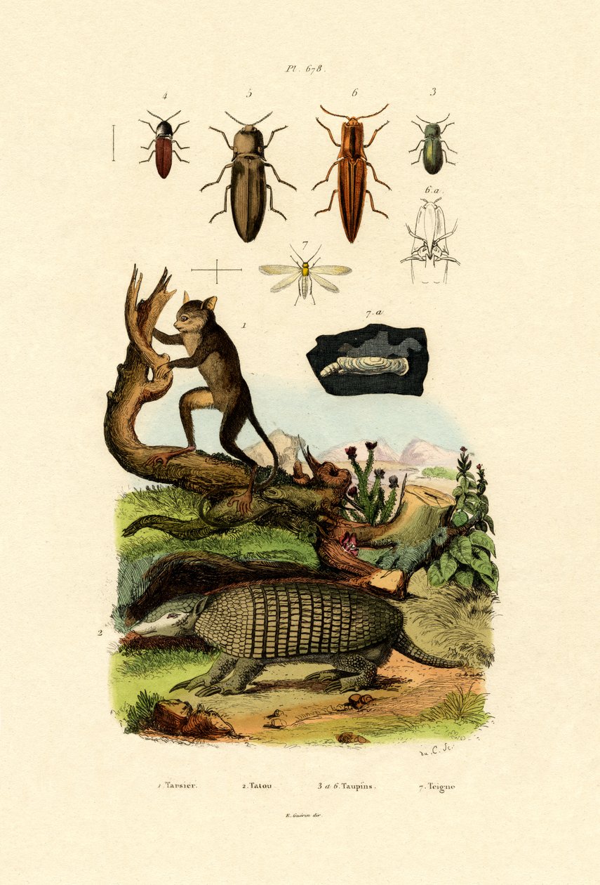 Tarsier, 1833-39 tekijältä French School