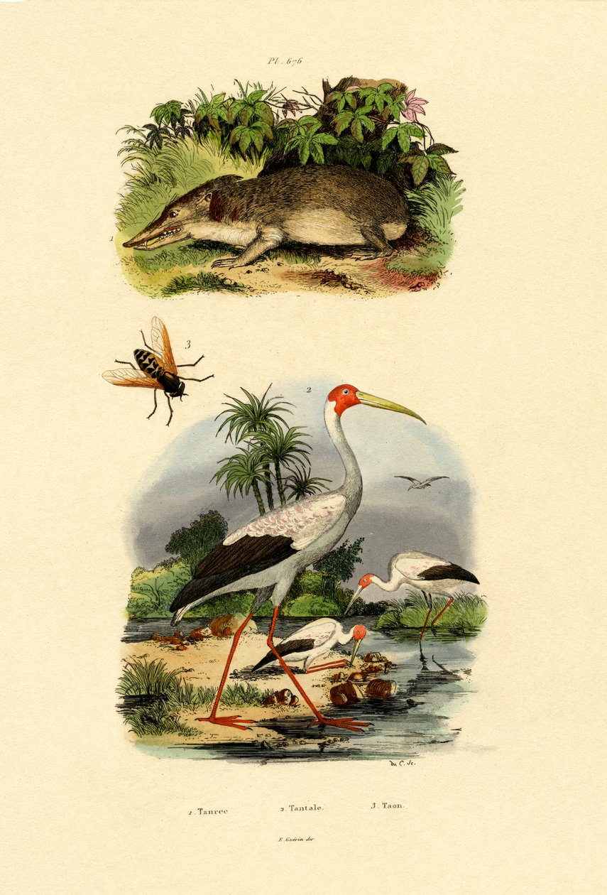 Tenrec, 1833-39 tekijältä French School