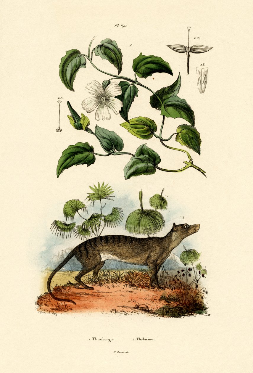Thunbergia, 1833-39 tekijältä French School