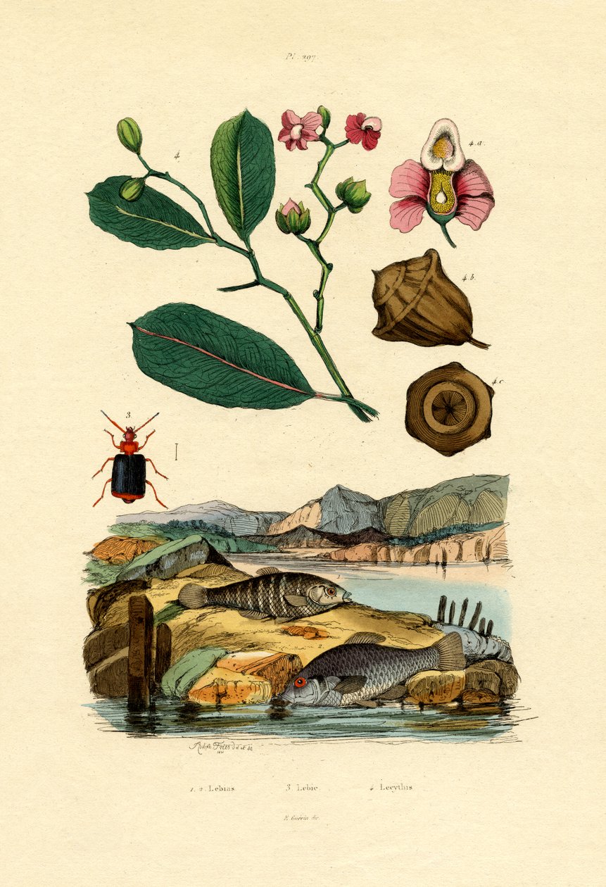 Hammaskarp, 1833-39 tekijältä French School