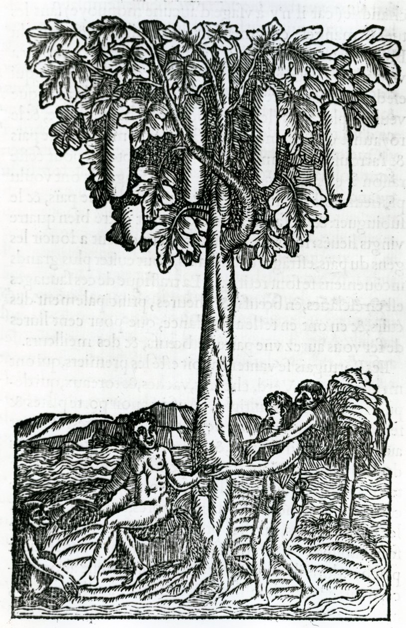 Puunkorjuu, kuvitus Singularities of France Antarktiquesta, kirjoittanut Andre de Thevet, 1558 tekijältä French School