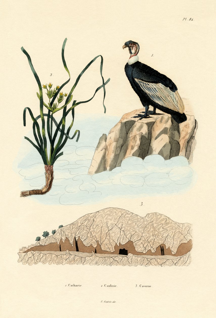 Korppikotka, 1833-39 tekijältä French School