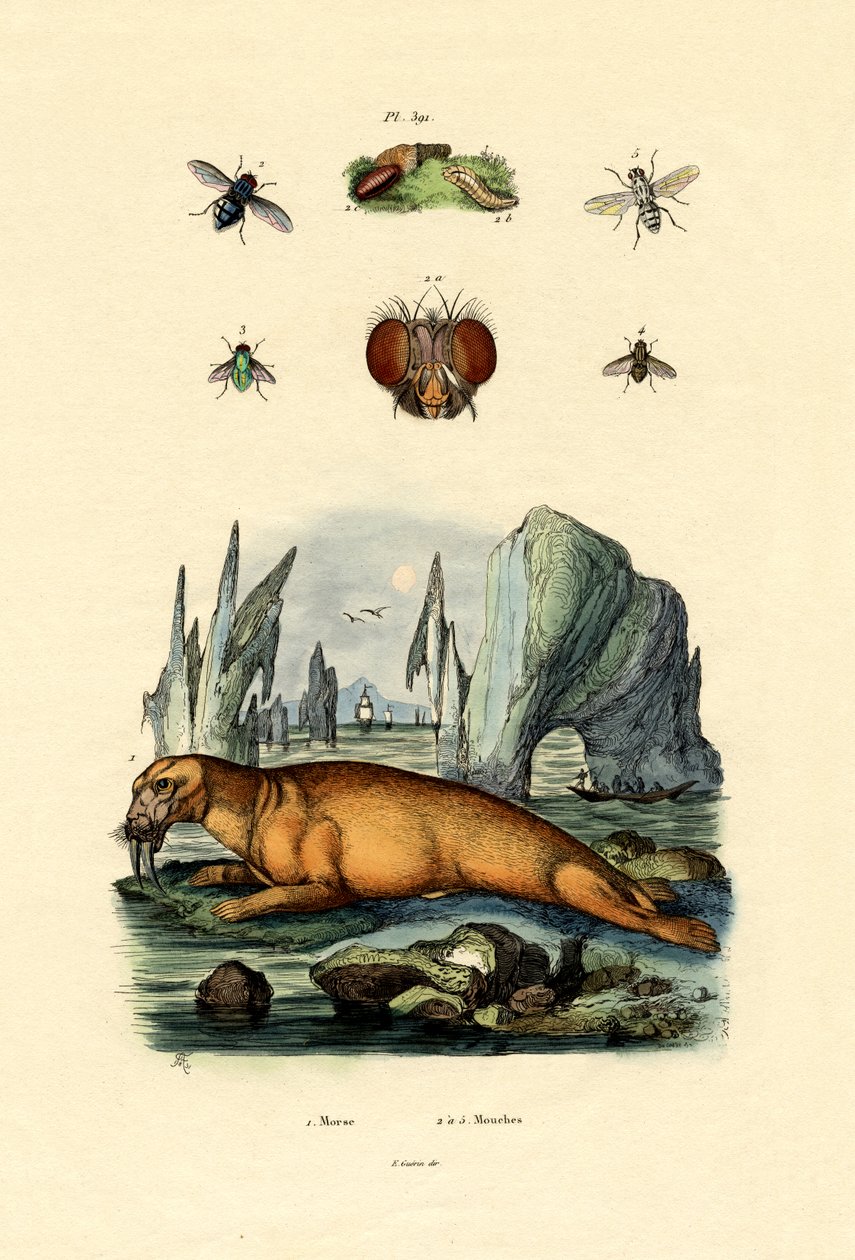 Mursu, 1833-39 tekijältä French School