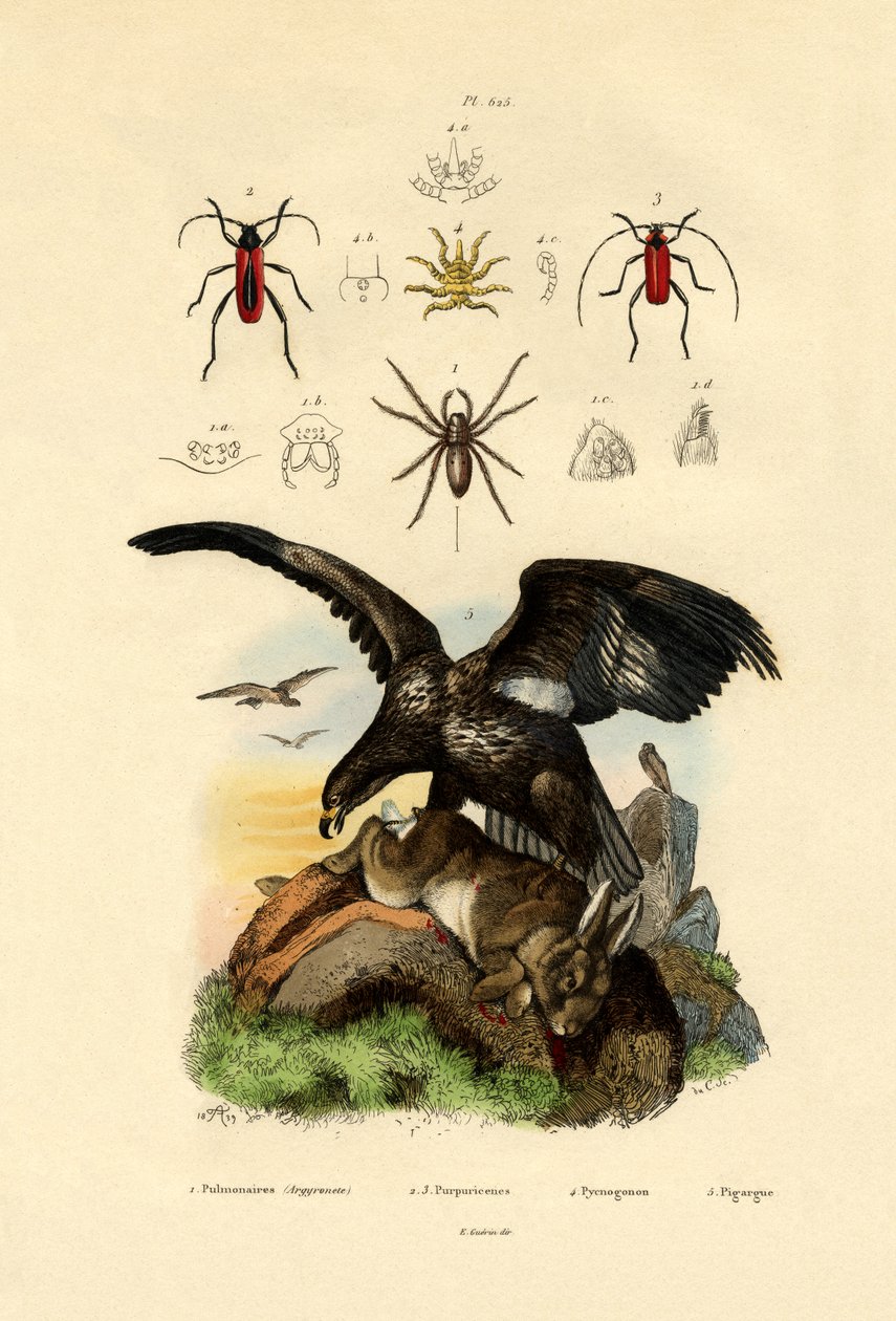 Vesihämähäkki, 1833-39 tekijältä French School