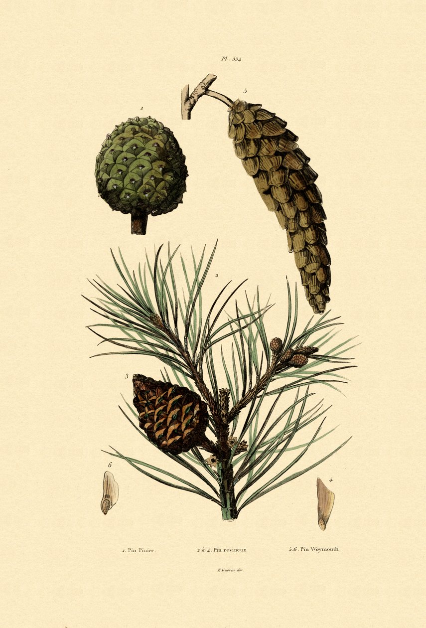 Weymouth Pine, 1833-39 tekijältä French School
