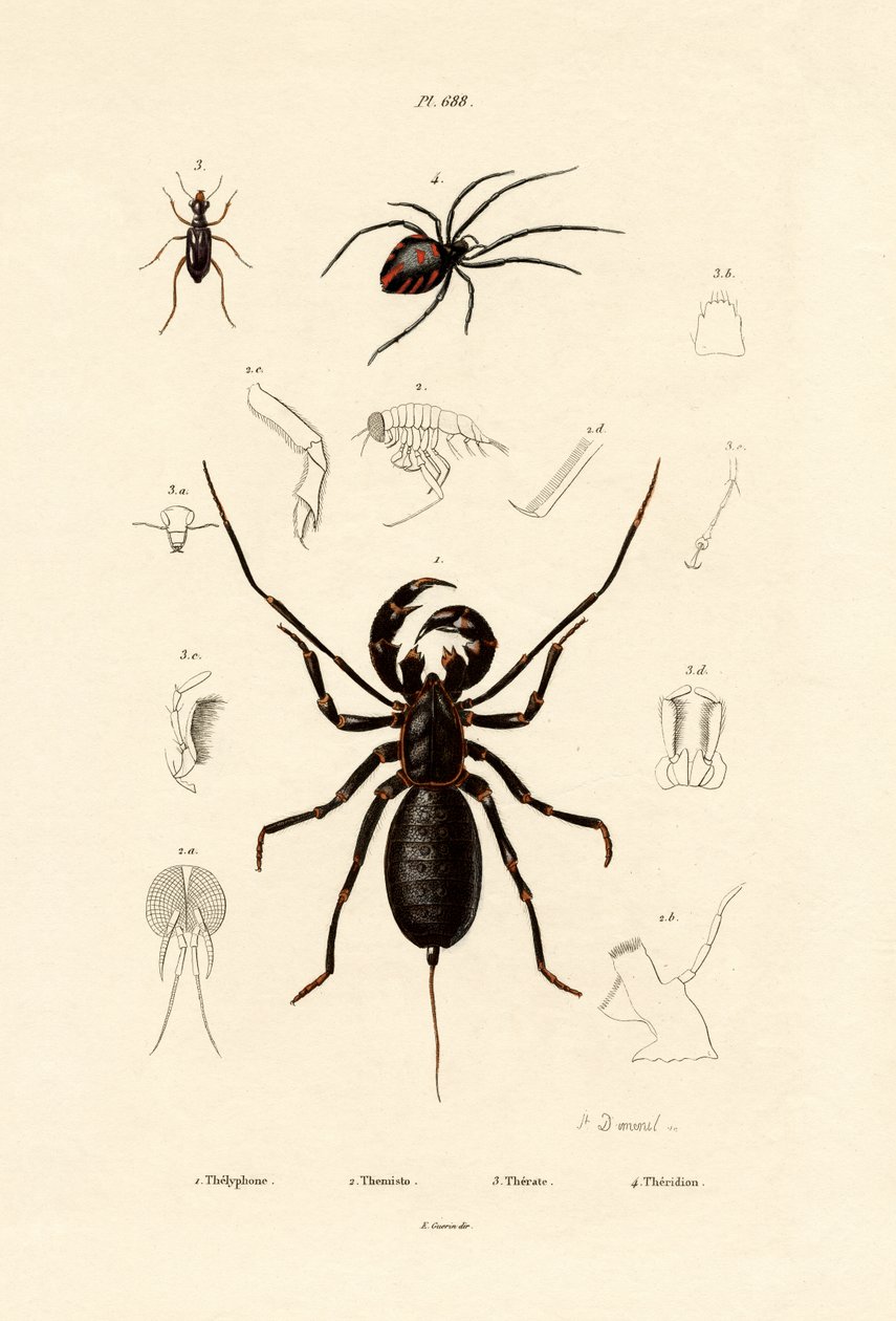 Whip Scorpion, 1833-39 tekijältä French School