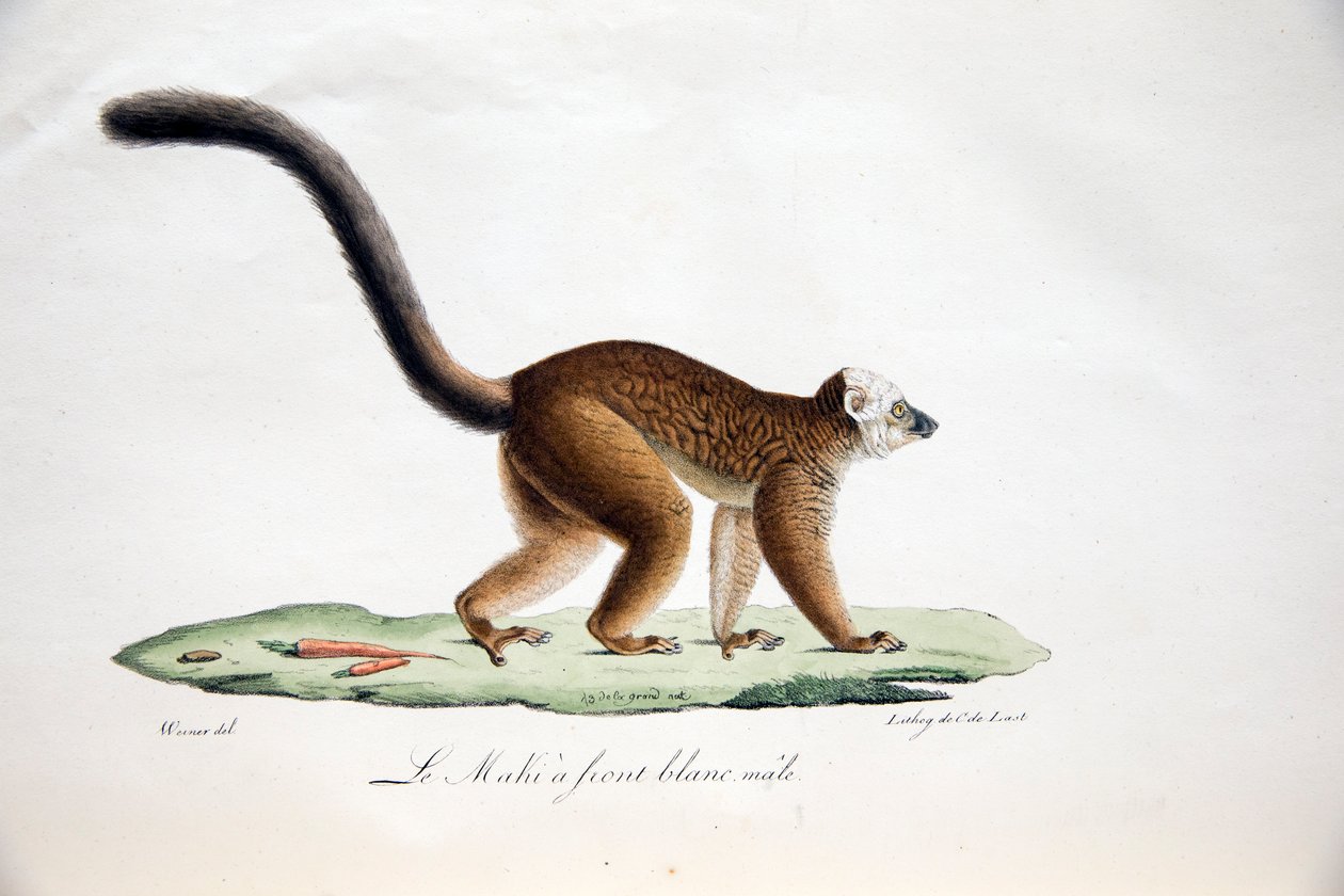 Valkopäinen lemur, Natural History of Mammals, alkuperäisillä hahmoilla, kirjoittaneet Étienne Geoffroy Saint-Hilaire ja Frédéric Cuvier, 1824-42 tekijältä French School