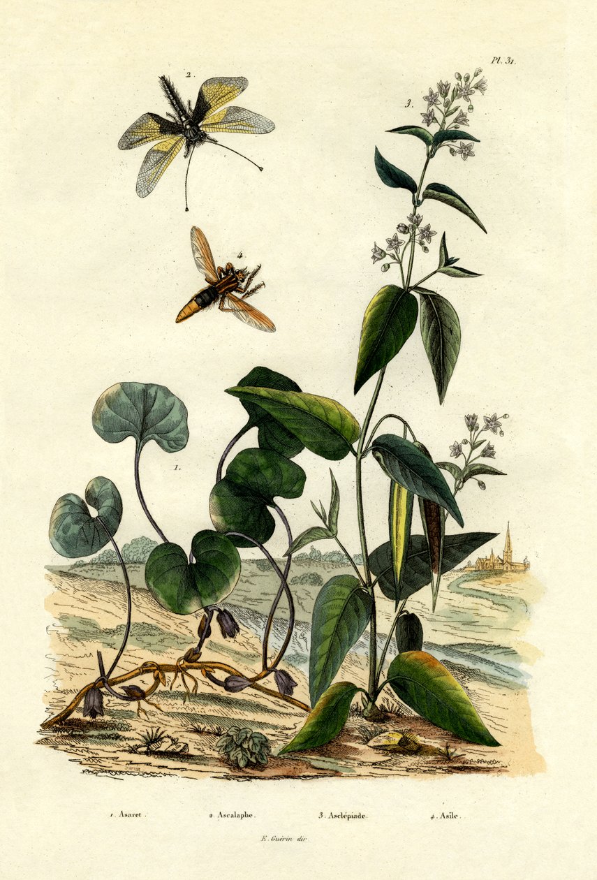 Villi inkivääri, 1833-39 tekijältä French School