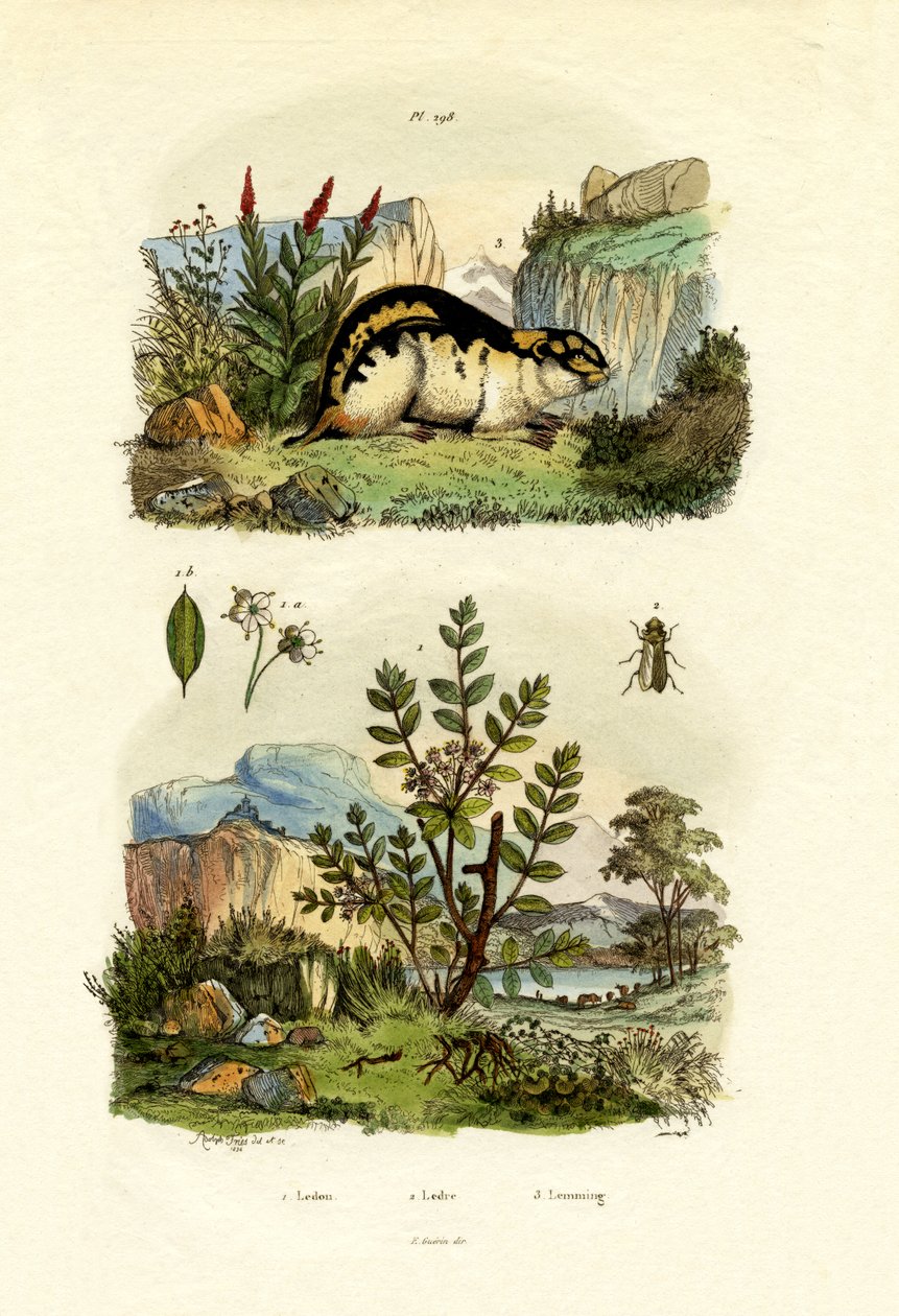 Villi rosmariini, 1833-39 tekijältä French School