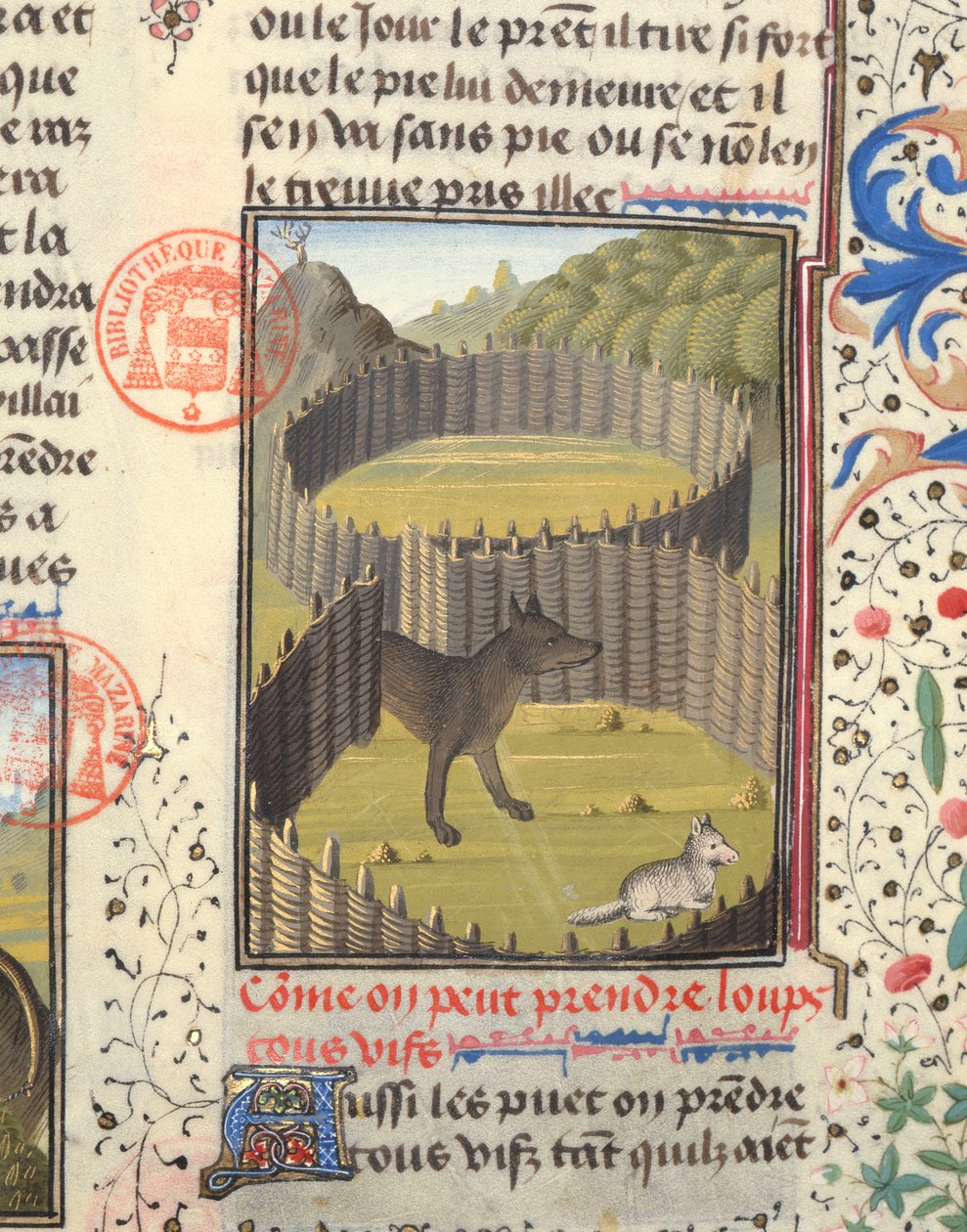 Susi hyökkäämässä karitsan kimppuun Livre de la Chassesta, kirjoittanut Gaston Phebus de Foix (1331-91) tekijältä French School