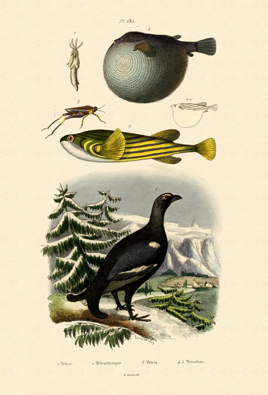 Wood Grouse, 1833-39 tekijältä French School