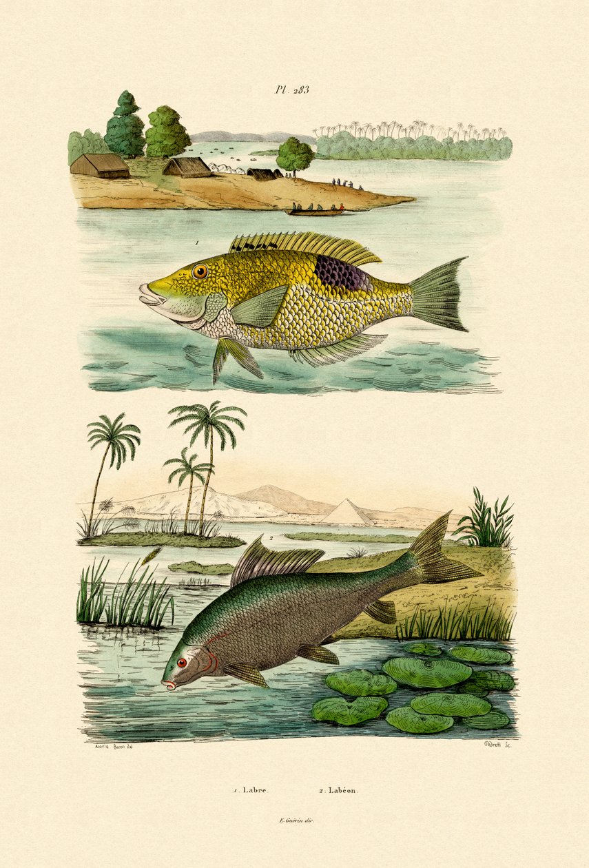 Wrasse, 1833-39 tekijältä French School