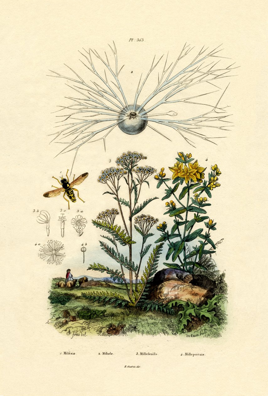 Keltainen Hoover Fly, 1833-39 tekijältä French School