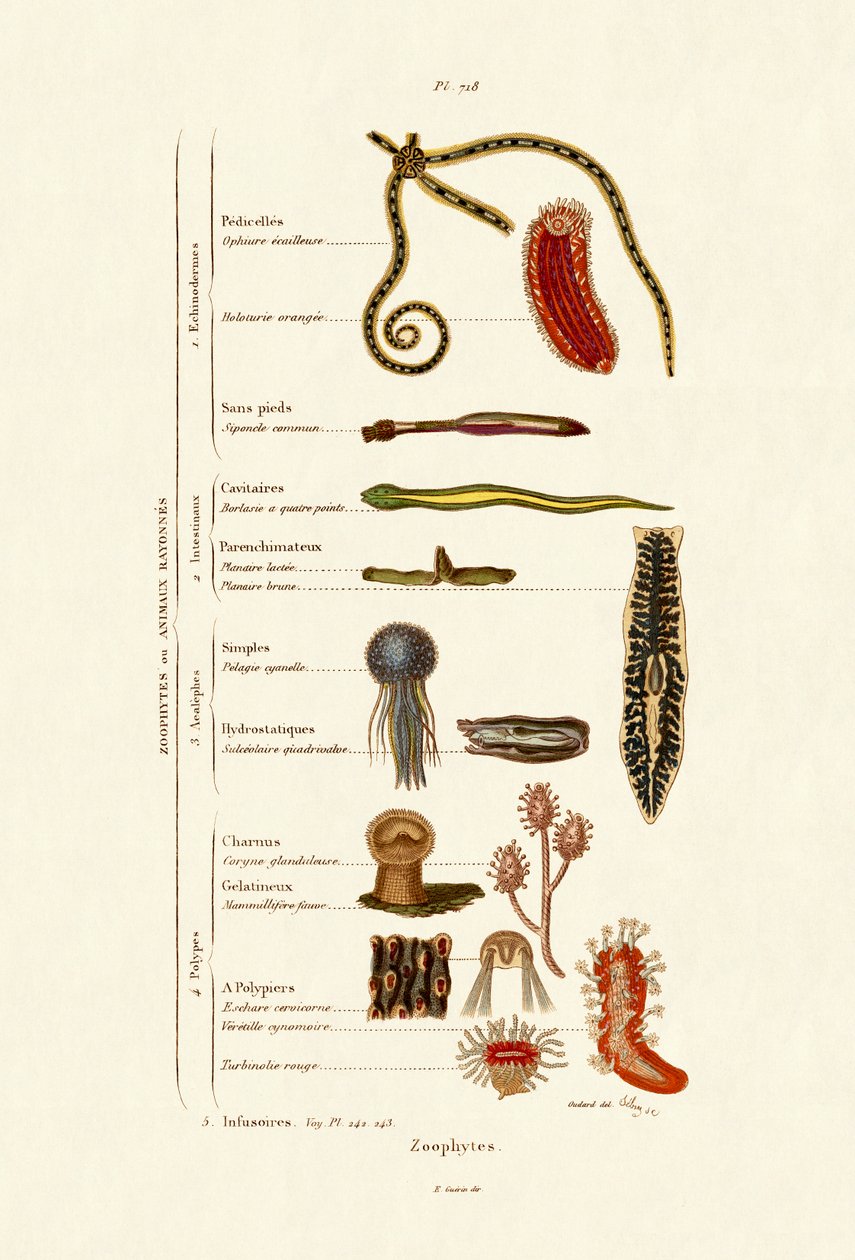 Zoophytes, 1833-39 tekijältä French School