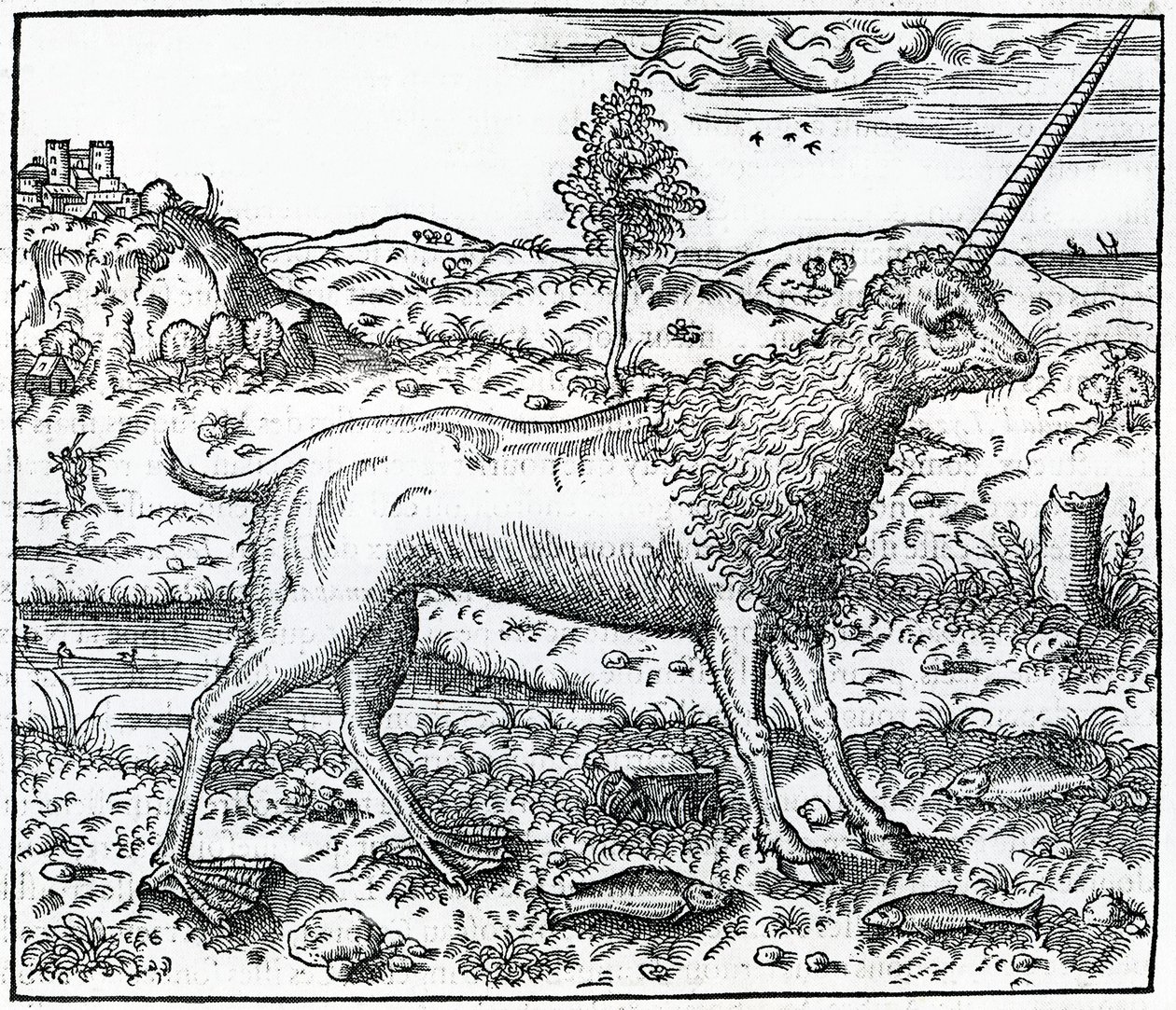 Campchurch Unicorn, kuvitus Andre Thevetin teoksesta "La Cosmographie universelle", 1575 tekijältä French School