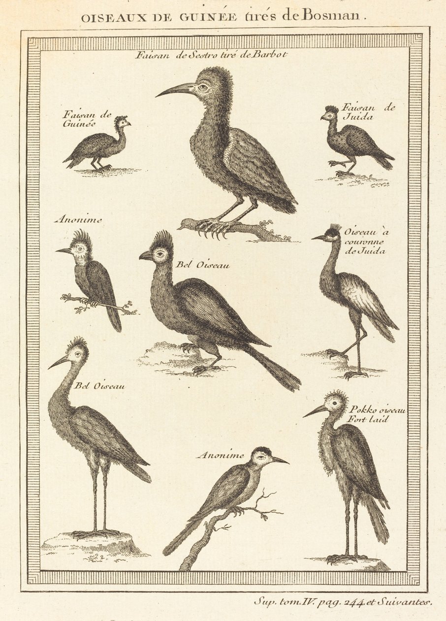 Bosmanista otettuja marsulintuja tekijältä French 18th Century